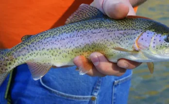 Female Rainbow Trout in hand