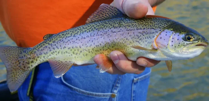 Female Rainbow Trout in hand