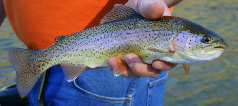 Female Rainbow Trout in hand