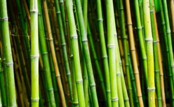 bamboo-shoot